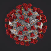 COVID-19 cell