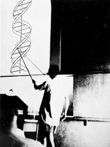 1953 First Public Presentation of Structure of DNA