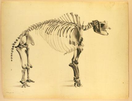 Animal Skeleton