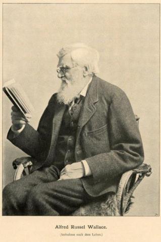 Alfred Russell Wallace