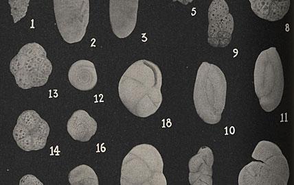 Joseph Cushman Specimens