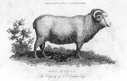 Don Pedro, merino ram imported to U.S. by E.I. du Pont