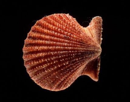 Malacology collection 2 Malacology collection 2