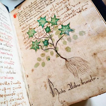 A colored herb from a 15th century Italian herbal