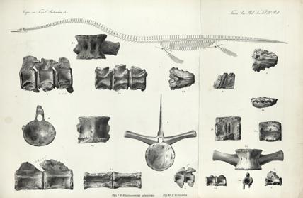 Elasmosaurus