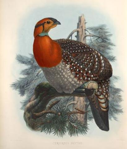 Pheasants