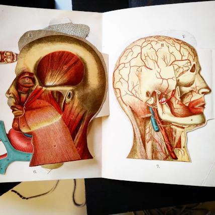 Two flap anatomy heads