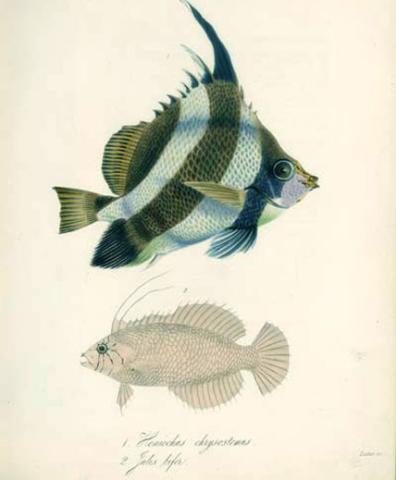 Heniochus chrysostomus