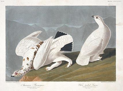 Ptarmigans