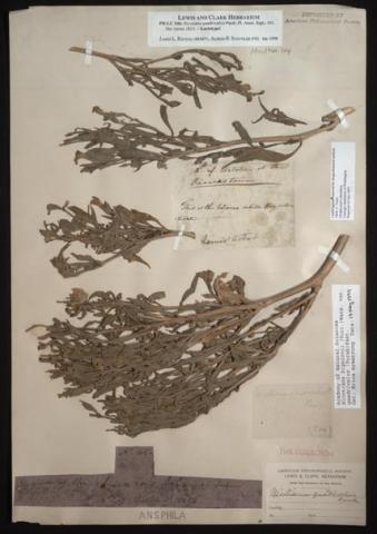 Lewis and Clark botanical specimen